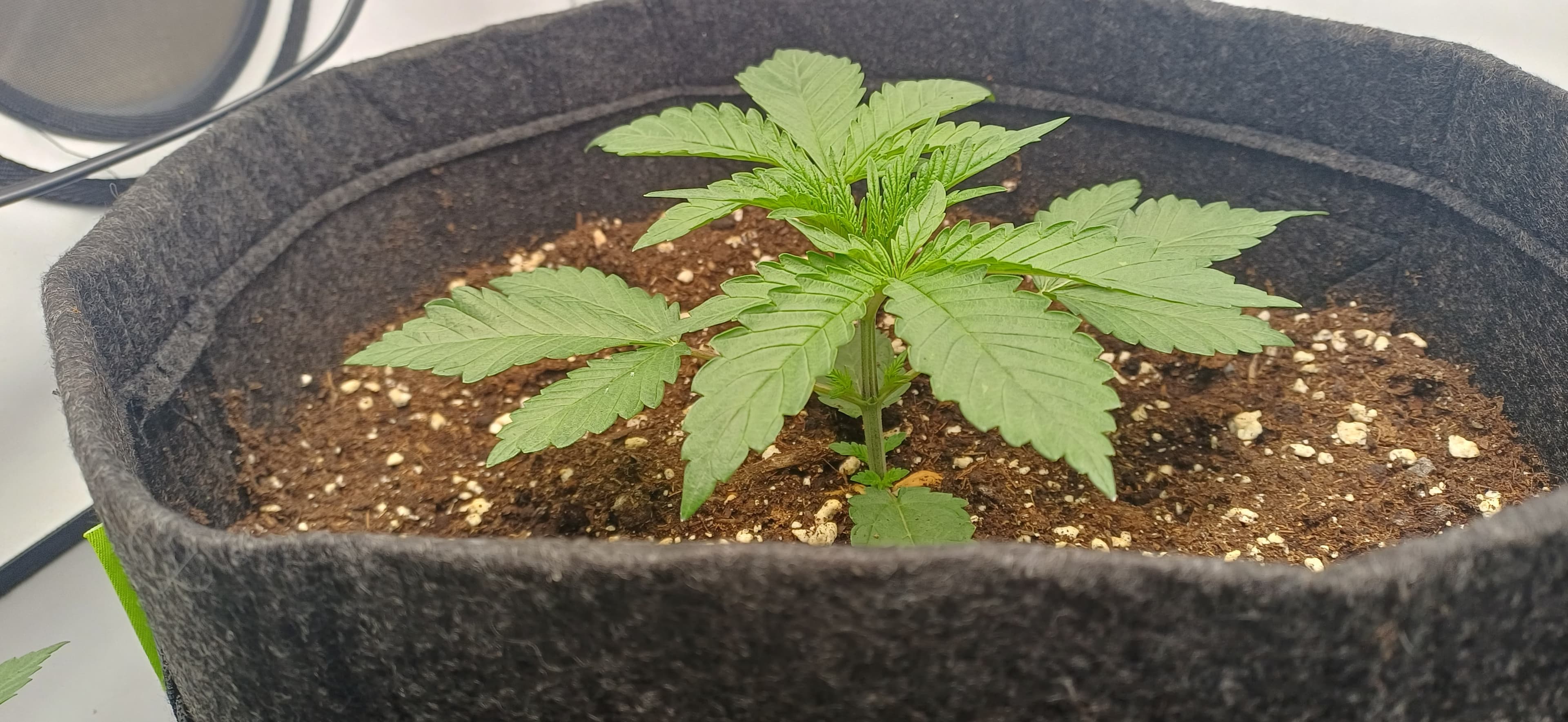 Mimosa X Orange Punch