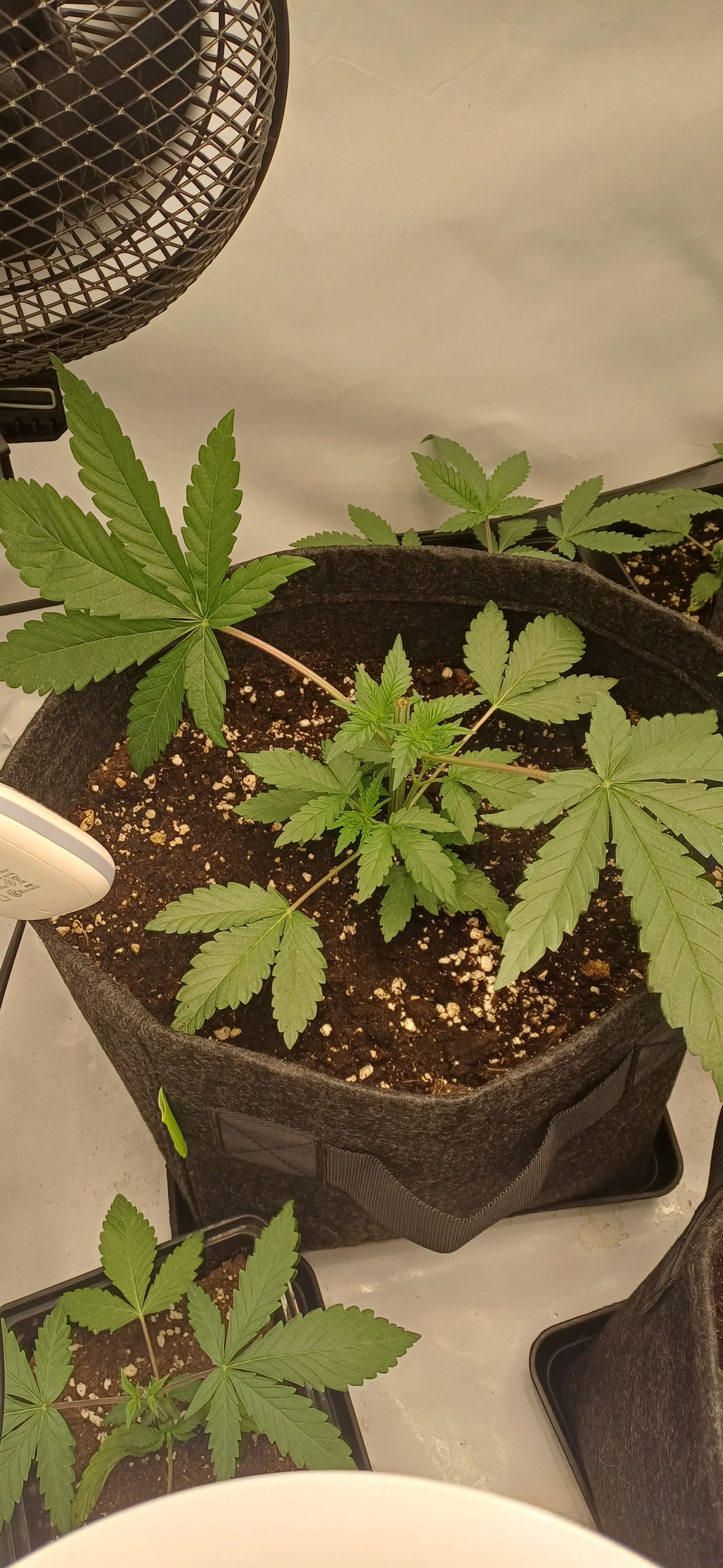 Mimosa X Orange Punch