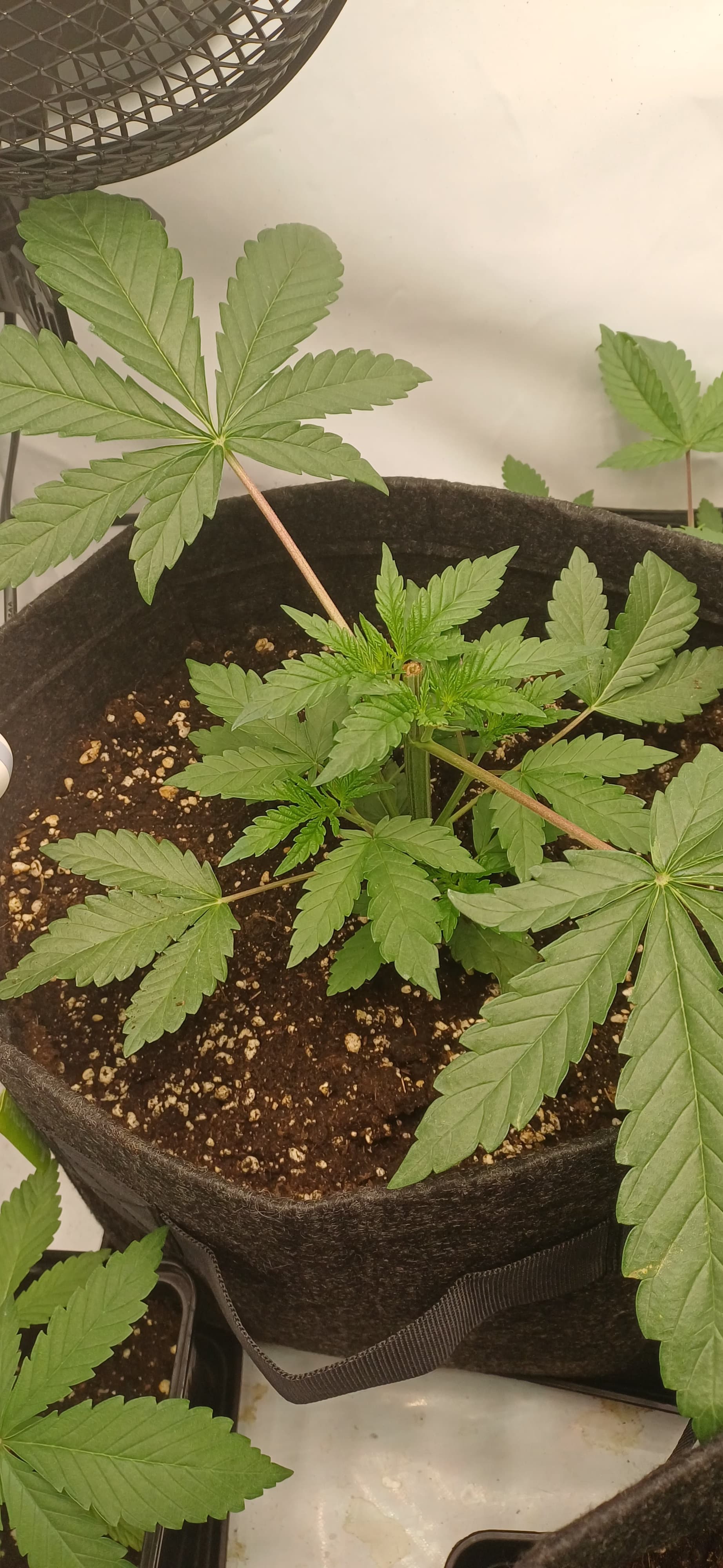 Mimosa X Orange Punch