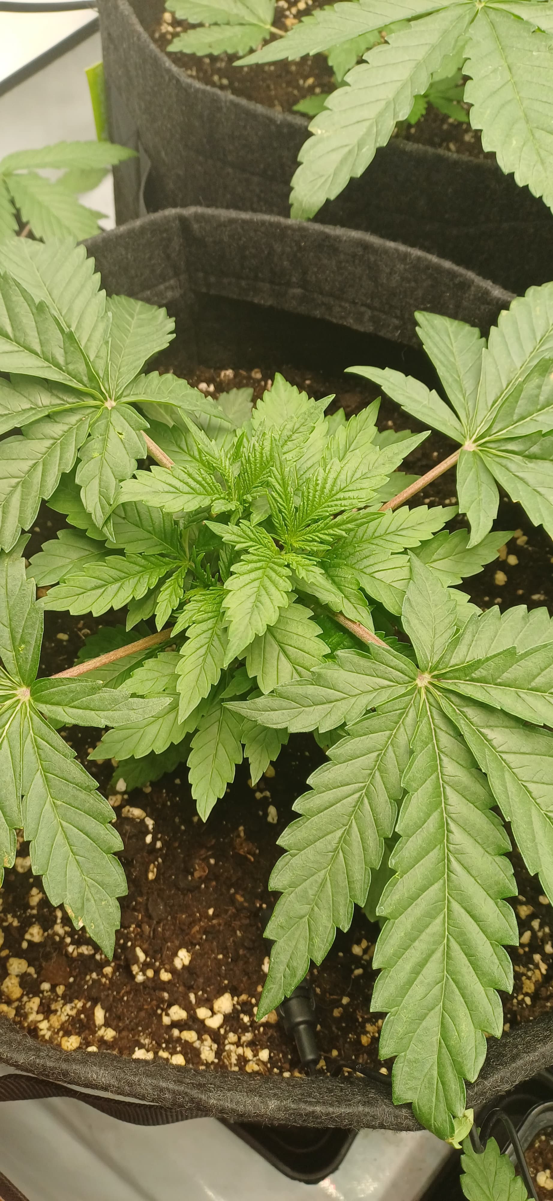 Mimosa X Orange Punch