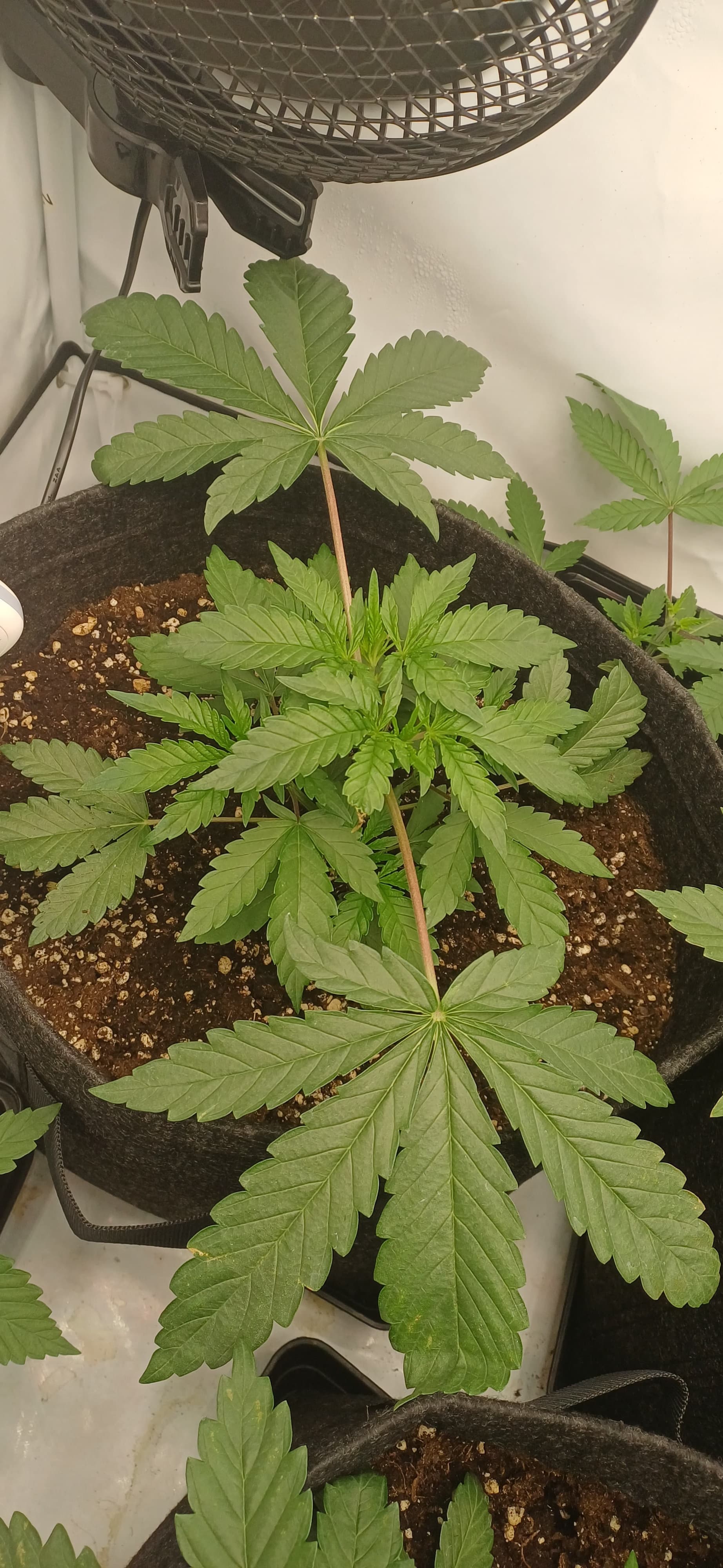 Mimosa X Orange Punch