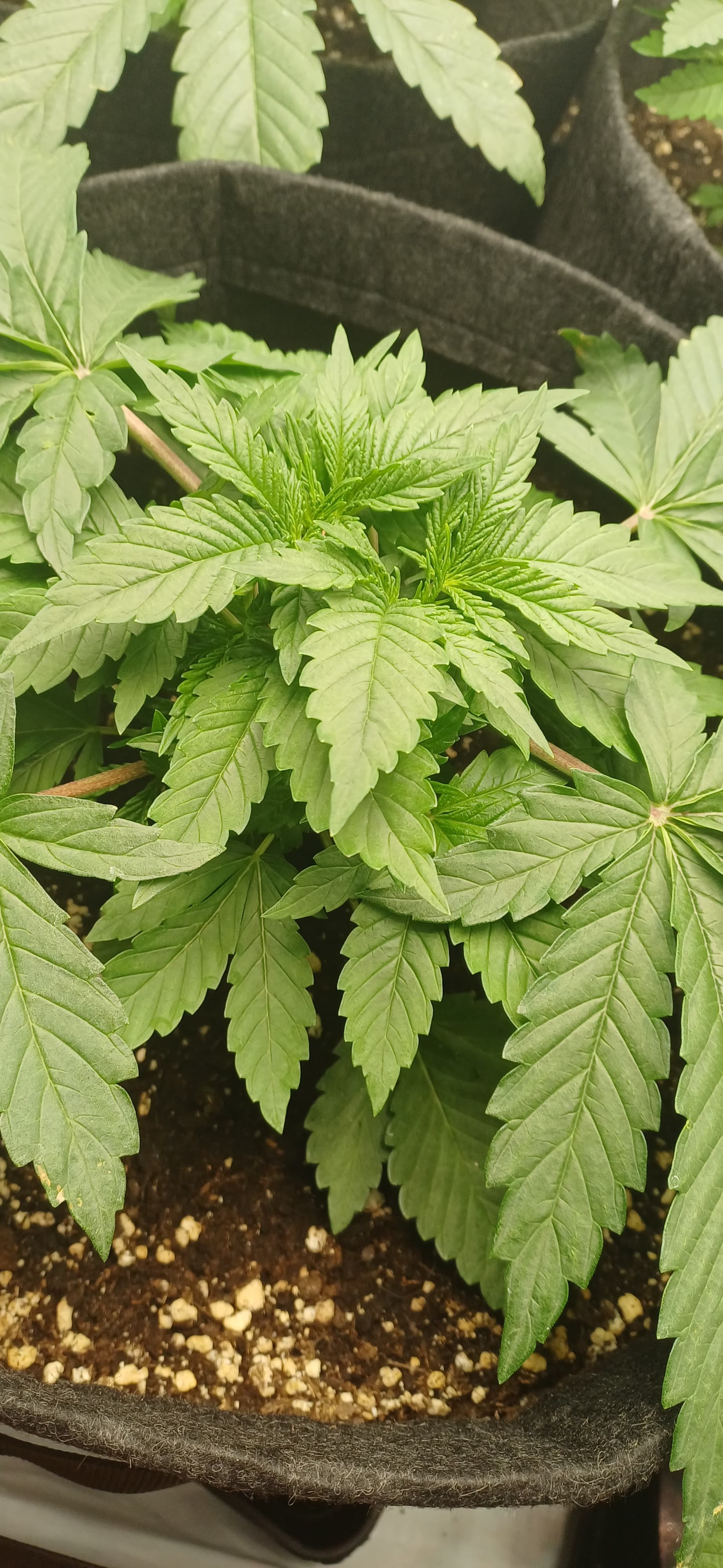 Mimosa X Orange Punch