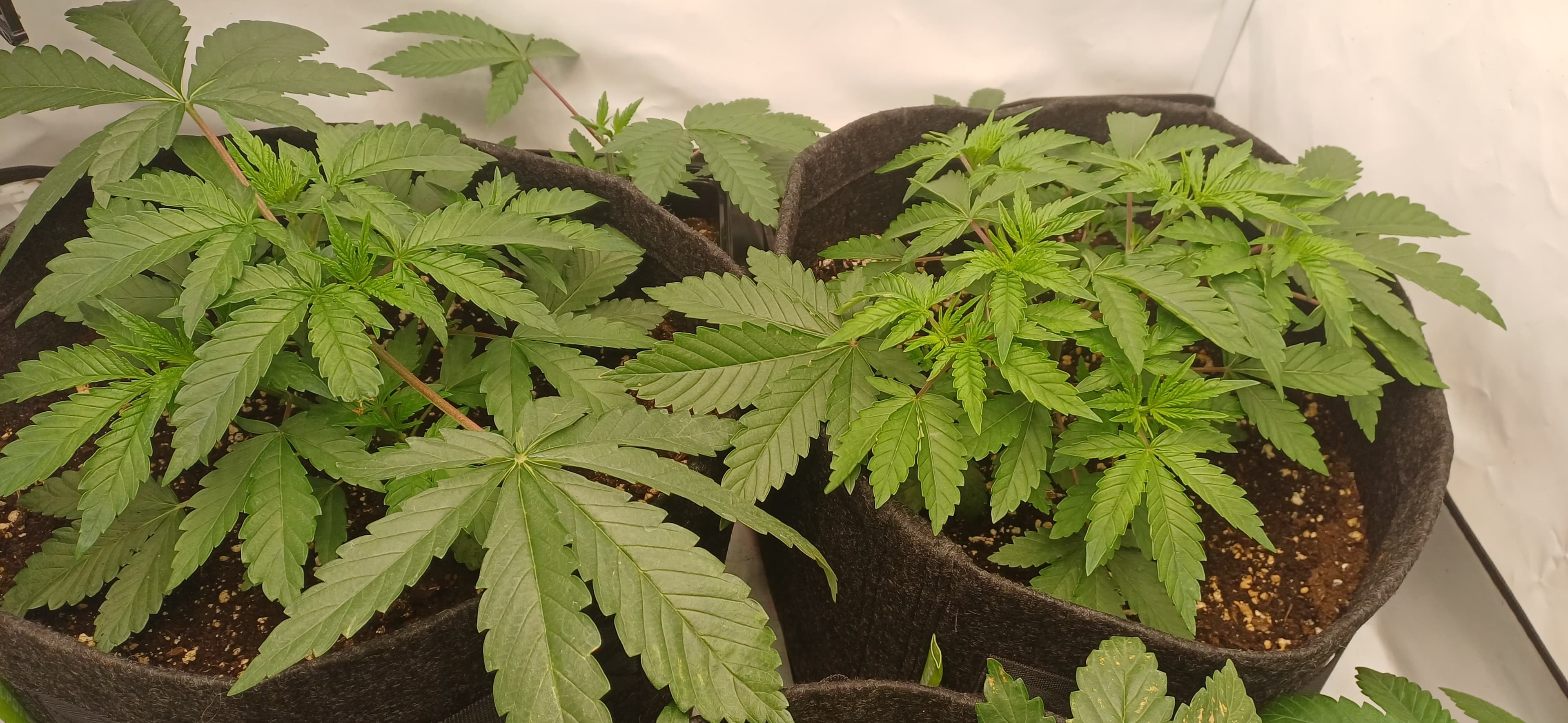 Mimosa X Orange Punch