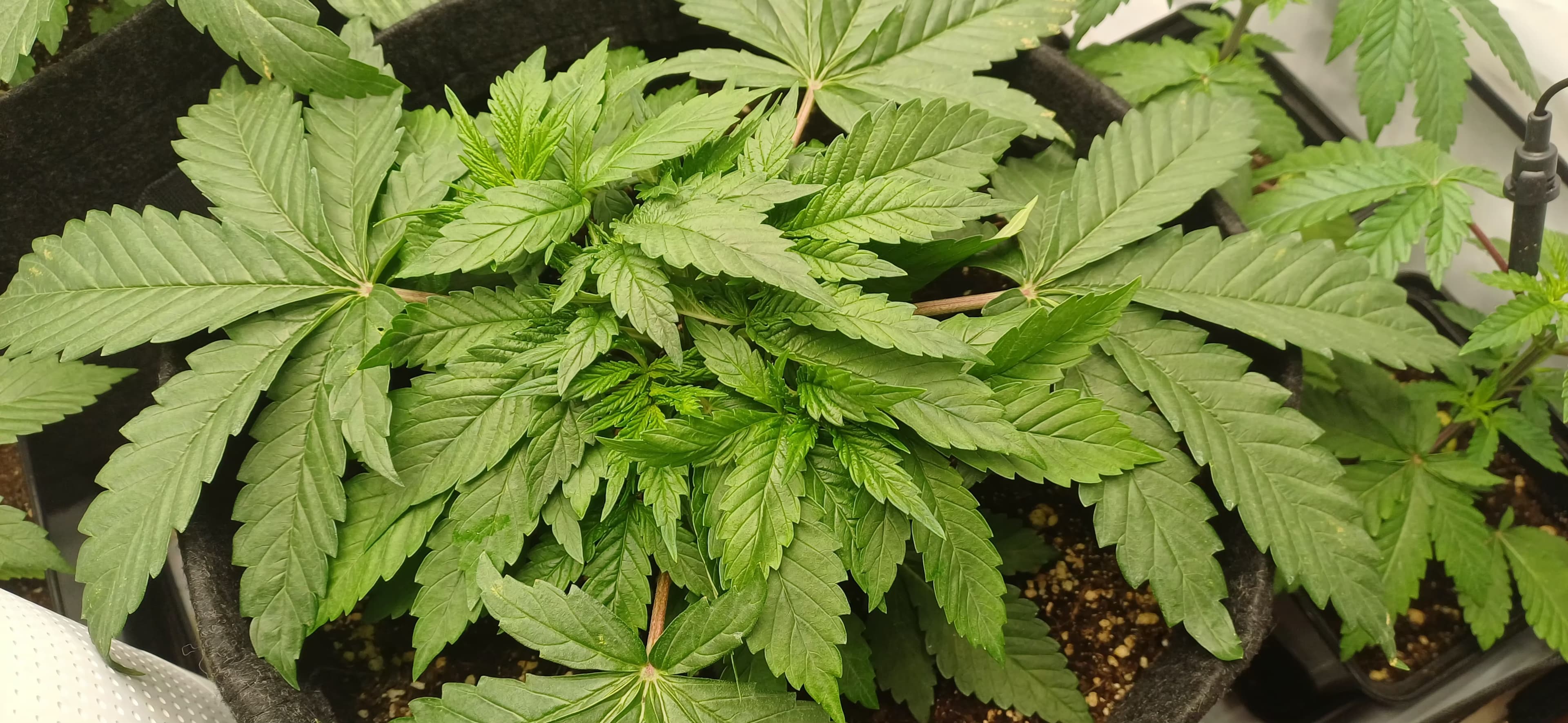 Mimosa X Orange Punch