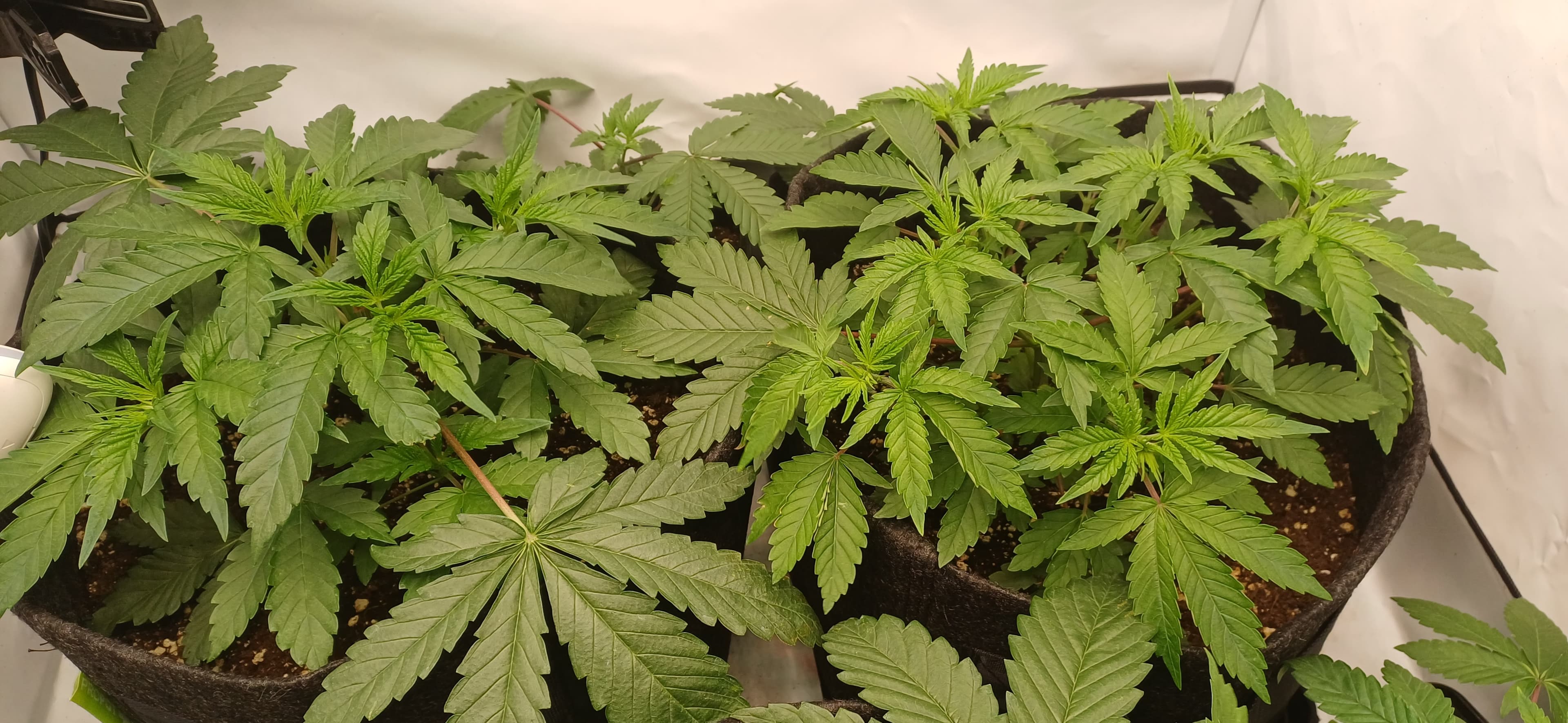 Mimosa X Orange Punch