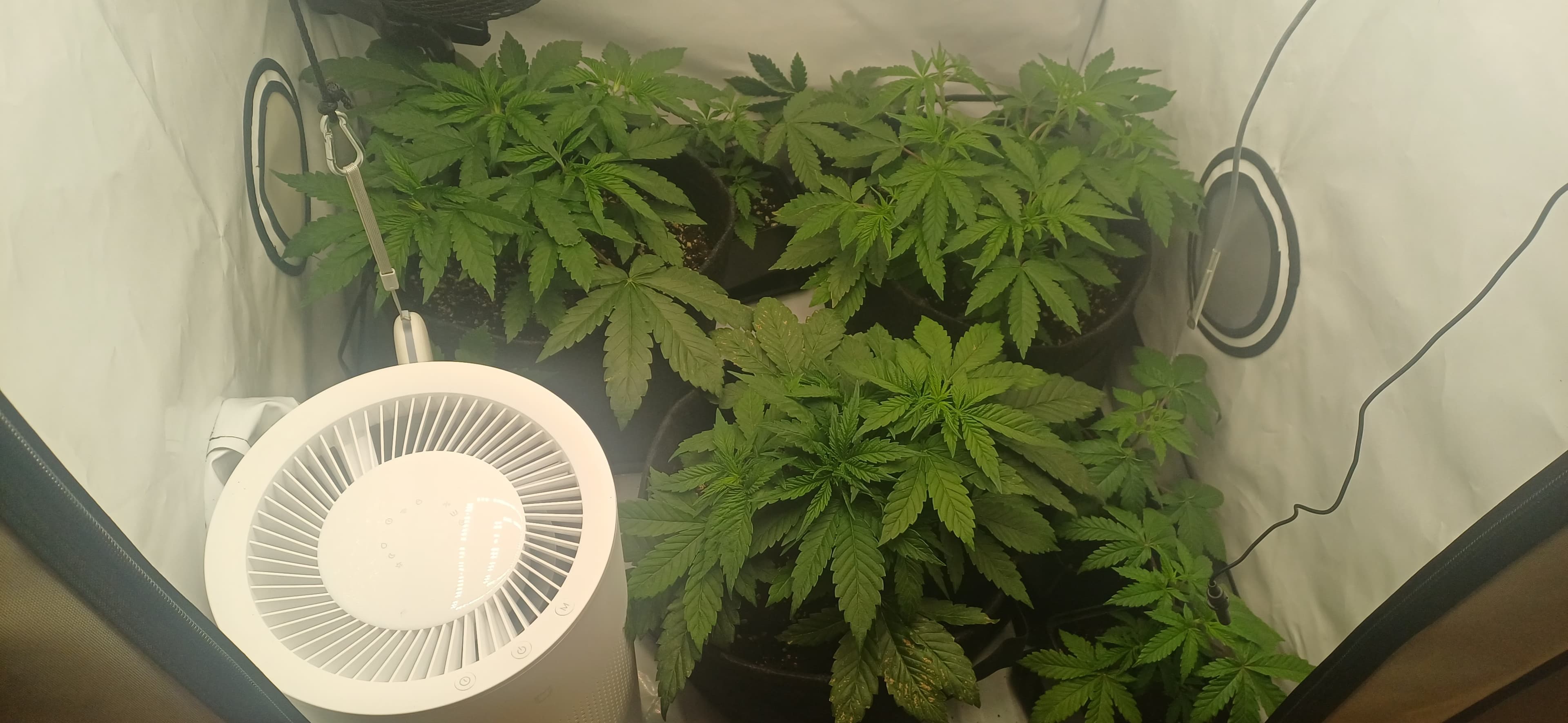 Mimosa X Orange Punch