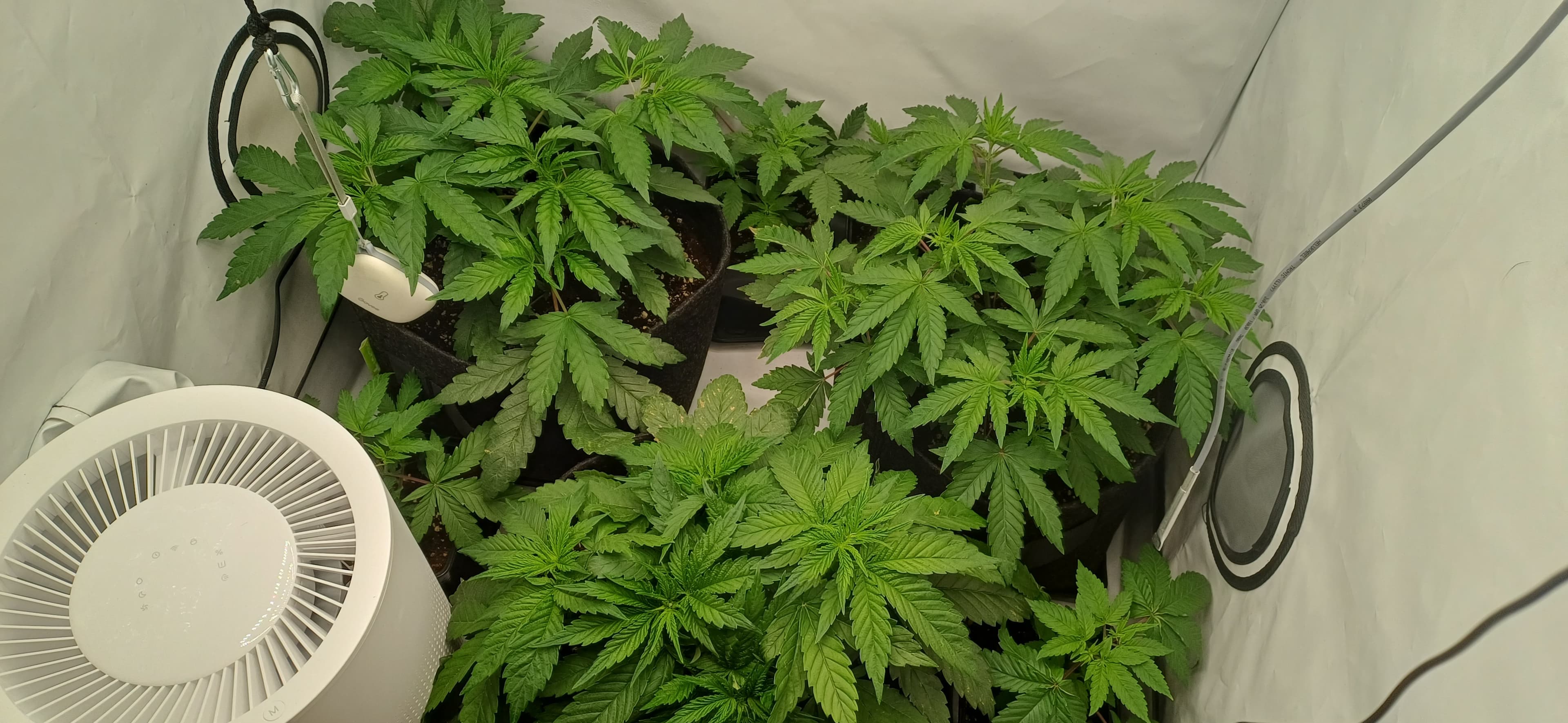 Mimosa X Orange Punch