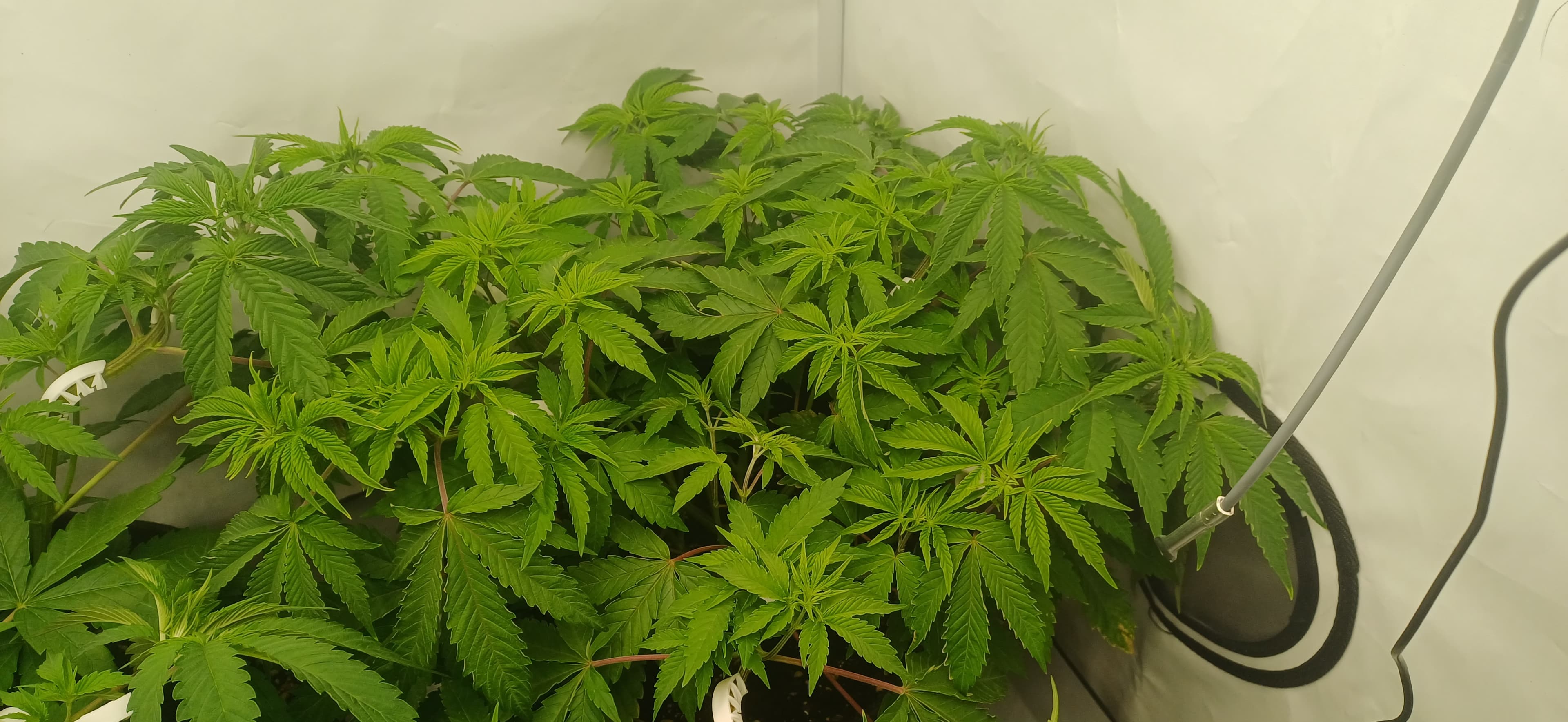 Mimosa X Orange Punch