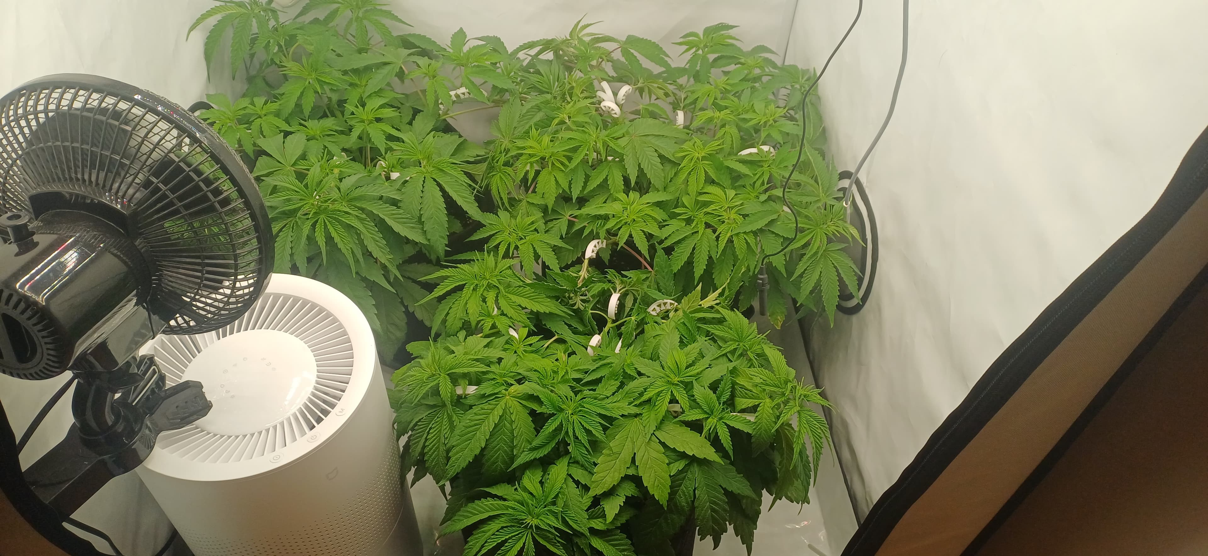 Mimosa X Orange Punch