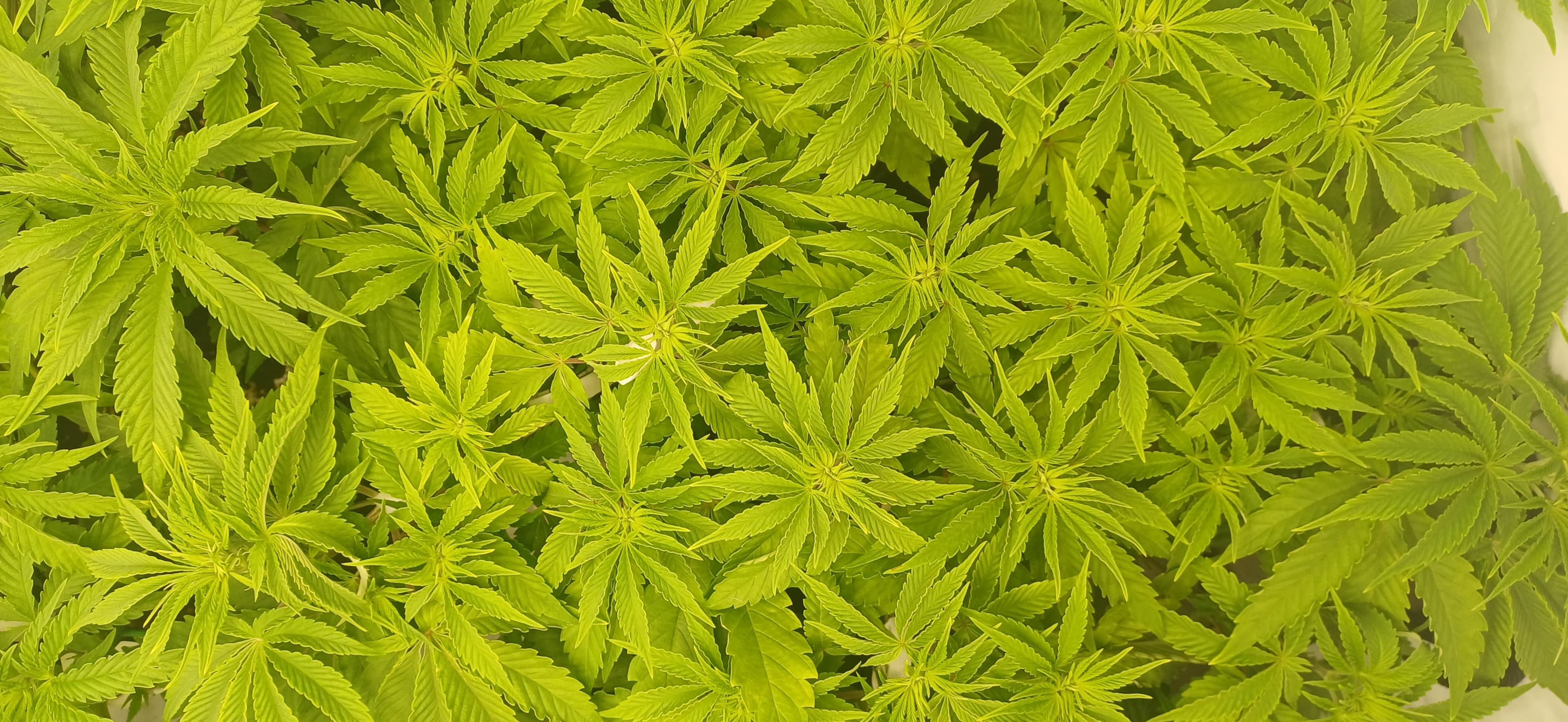 Mimosa X Orange Punch