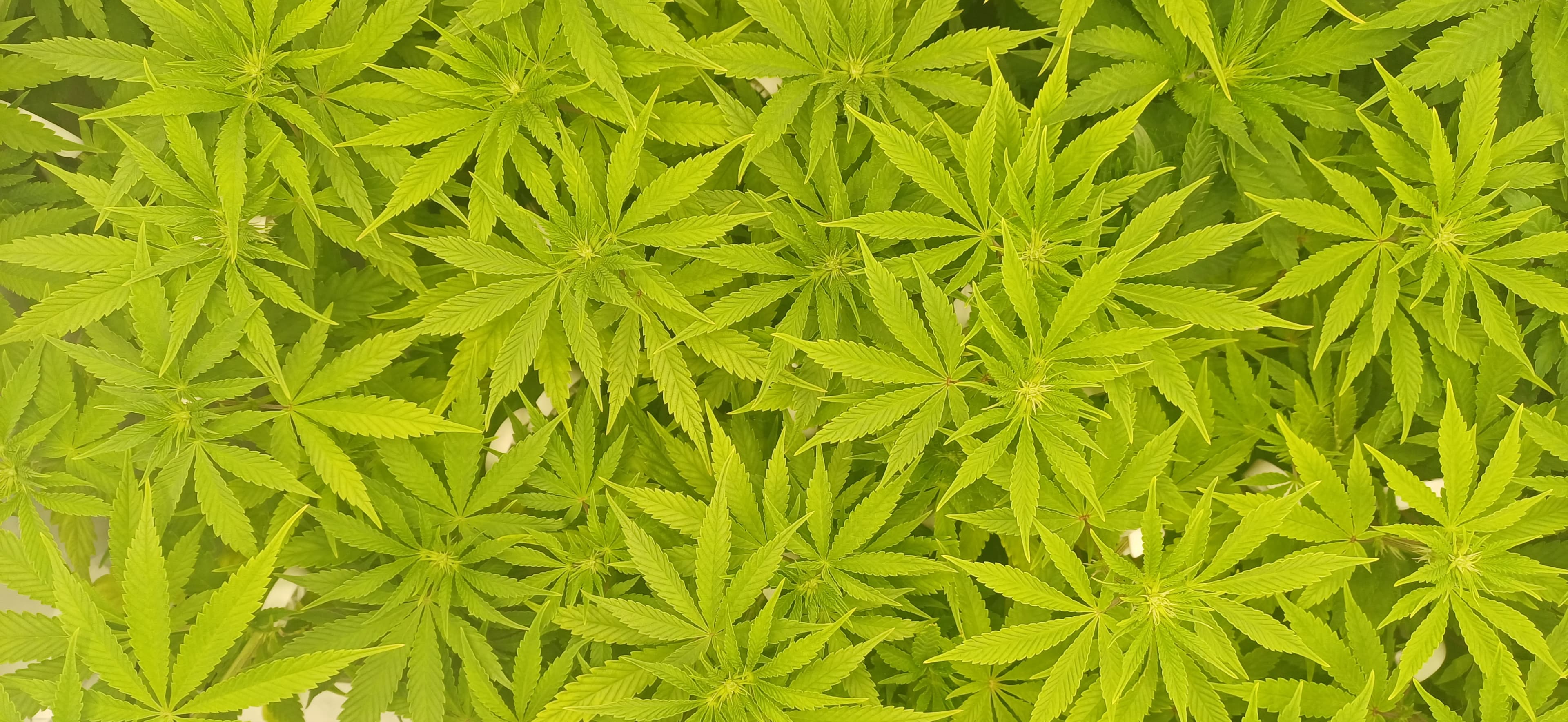 Mimosa X Orange Punch
