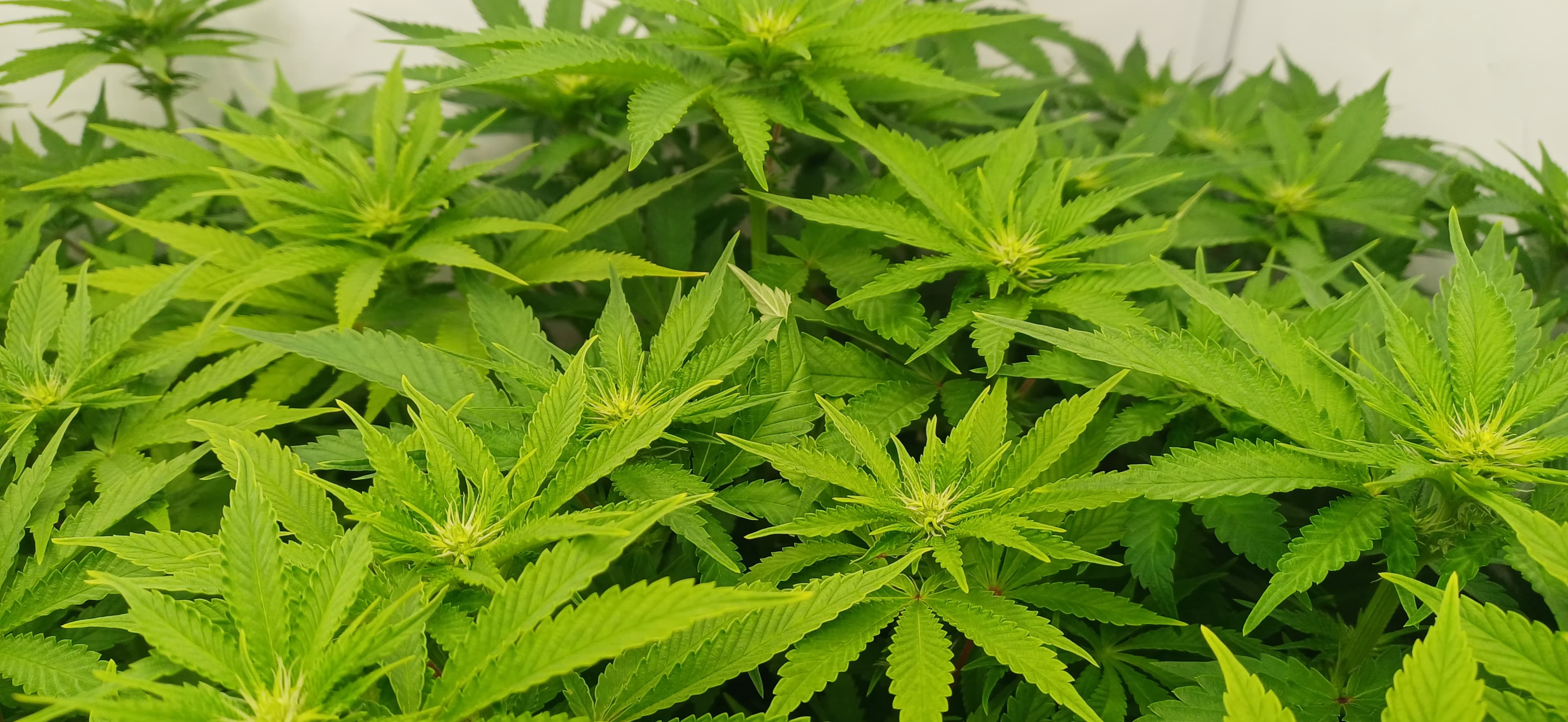 Mimosa X Orange Punch