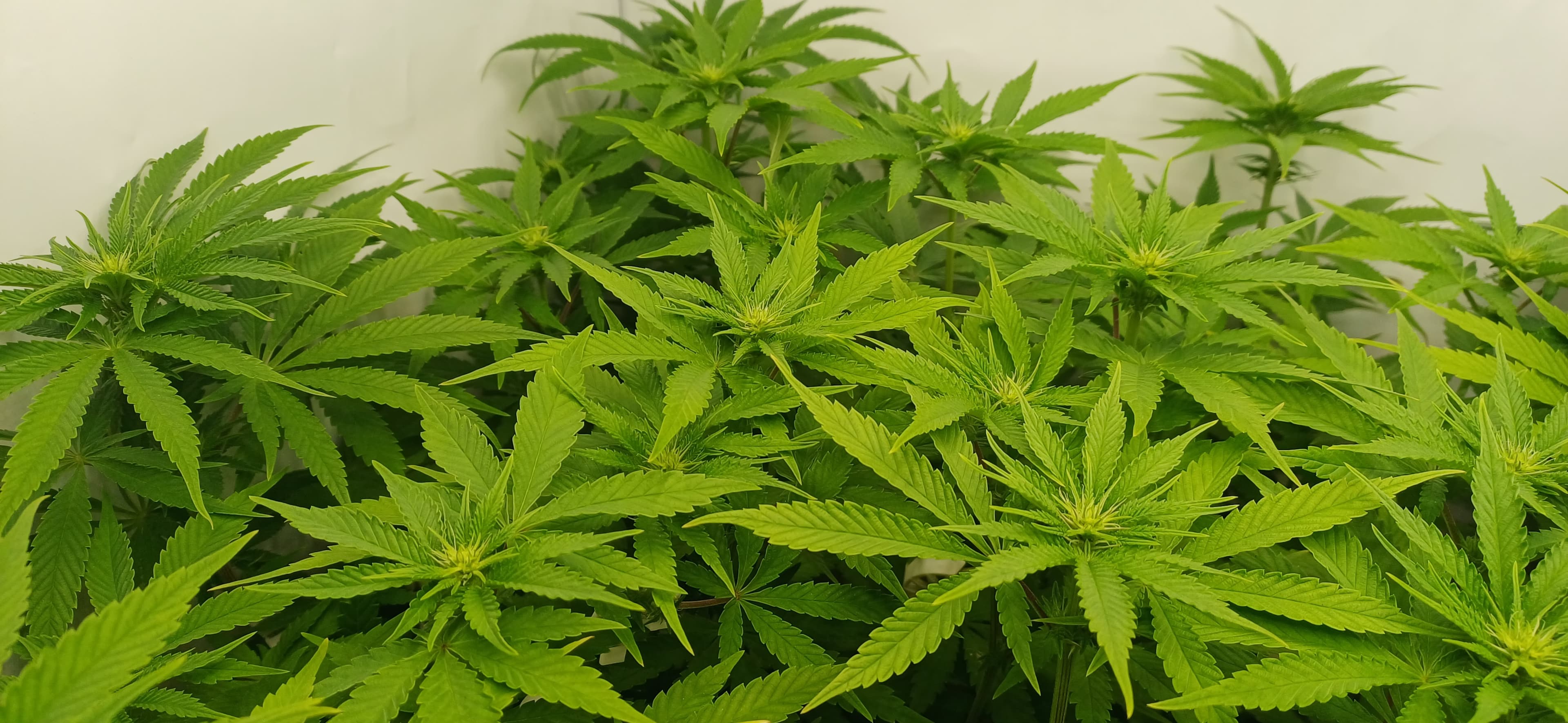 Mimosa X Orange Punch